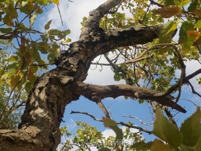 صدمه جنگل های بلوط، ایجاد خطر برای معیشت نیمی از مردم منطقه