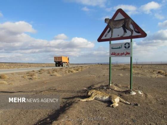 یوزپلنگ آسیایی در خطر تصادف رانندگان محور میامی-عباس آباد مراقب باشند