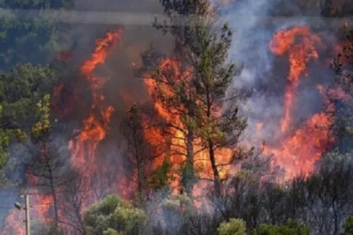 حریق جنگل های الیت هنوز بطور کامل مهار نشده است