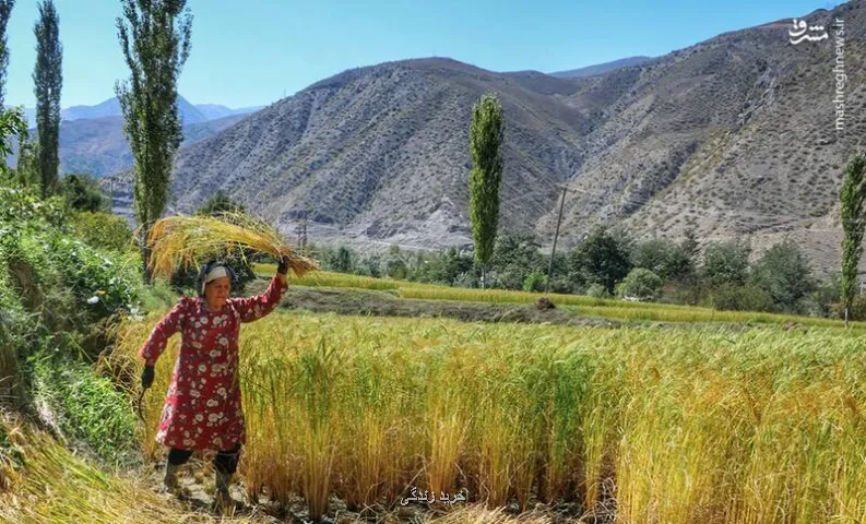 عکس، برداشت سنتی برنج در سوادکوه