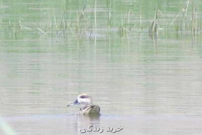 مشاهده اردك مرمری برای نخستین بار در تالاب گندمان