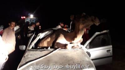 ورود شتر به خودرو در اثر برخورد، 5 سرنشین در خودرو محبوس شدند