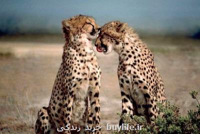 پنهانكاری باردیگر سازمان محیط زیست در انتقال یوزپلنگ